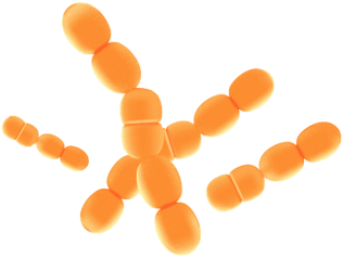 Synaptigen-Lactobacillus Paracasei
