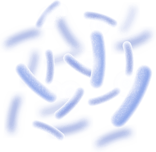 Synaptigen-Lactobacillus Reuteri