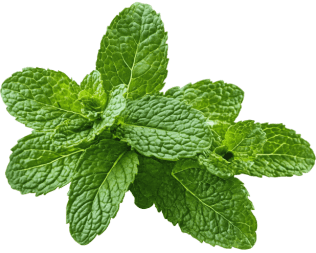 Synaptigen-Peppermint Extract